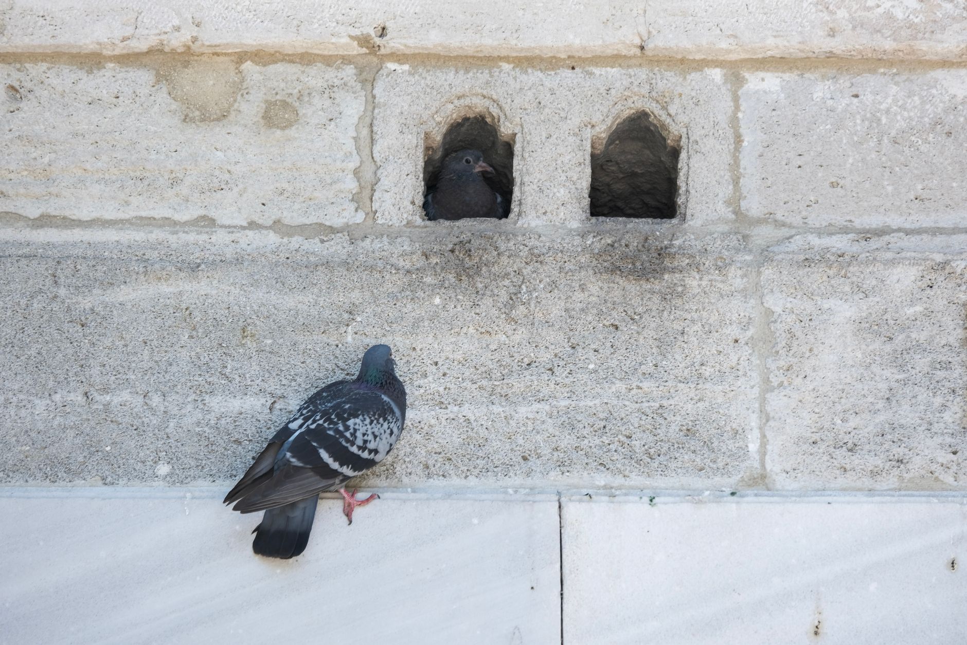 Couple de pigeons dans un nichoir propre avec une nichée, dans un espace calme et soigneusement aménagé