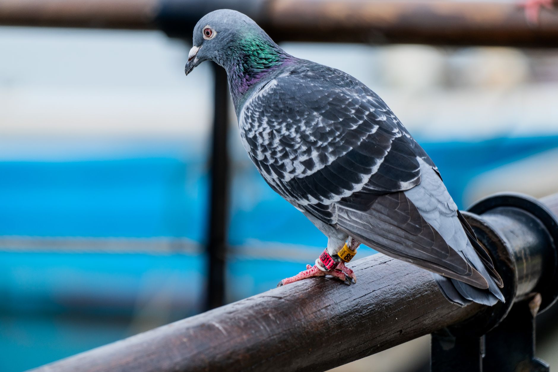 éleveur vérifiant délicatement un pigeon dans un espace propre, avec carnet de suivi et matériel d’observation