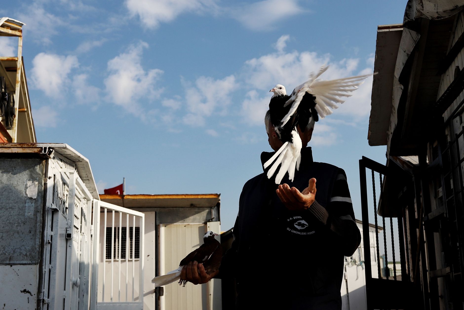 éleveur contrôlant avec douceur l’état du plumage et la condition d’un pigeon dans un espace propre