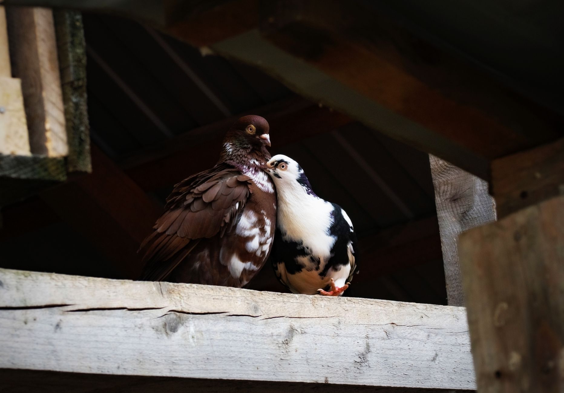 Couple de pigeons adultes installé dans un pigeonnier propre, calme et lumineux, avec un emplacement de nid visible et des perchoirs en bois