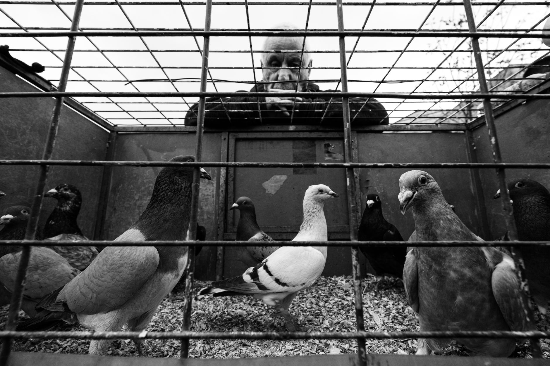 éleveur observant calmement deux pigeons de couleurs différentes dans une volière propre et lumineuse