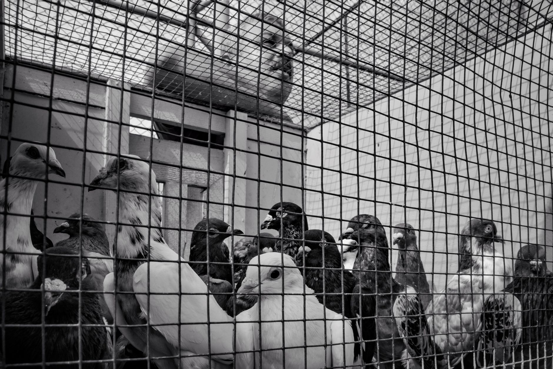 groupe de pigeons domestiques de morphologies et de plumages différents installé dans une volière propre et lumineuse