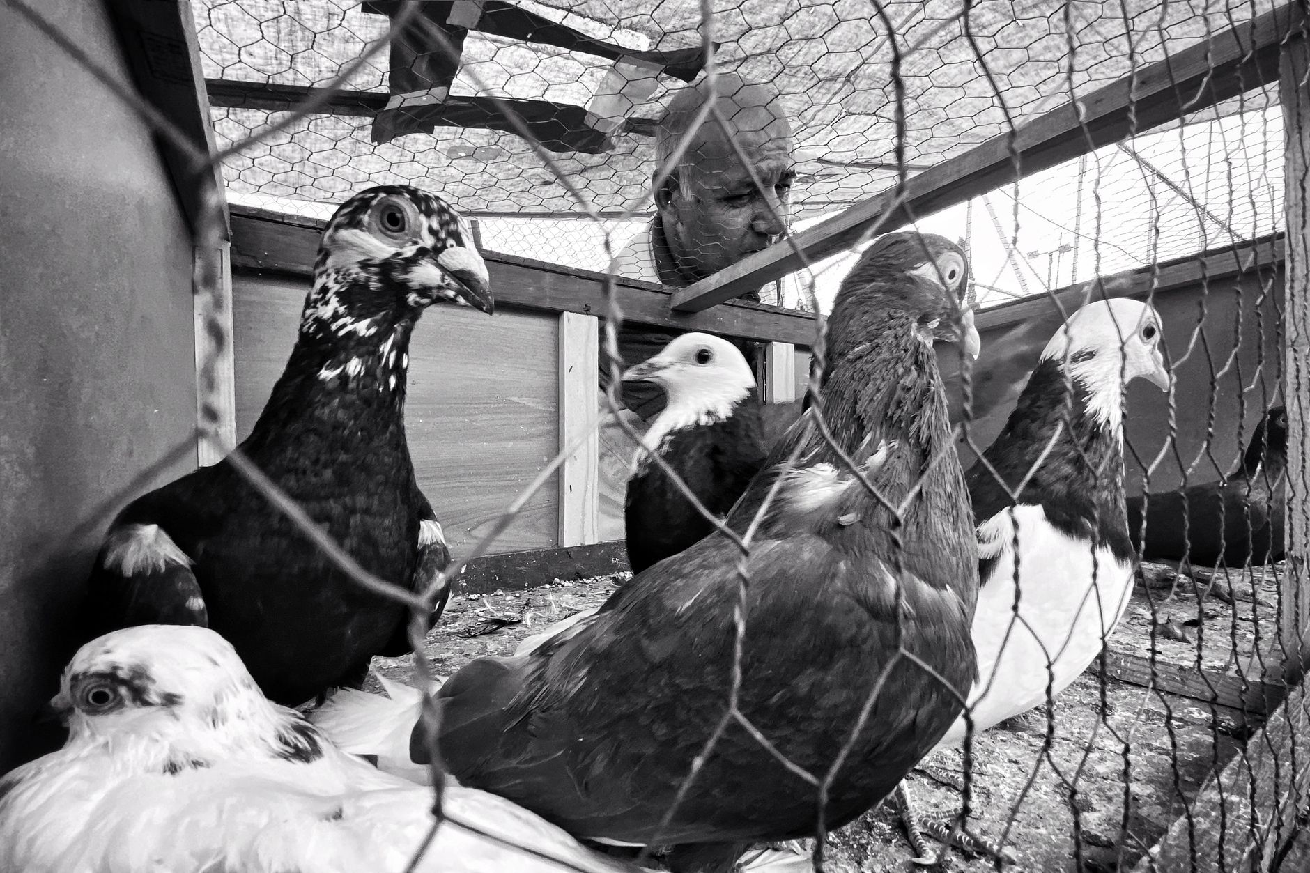 éleveur nettoyant un abreuvoir et inspectant les équipements d’un pigeonnier dans un environnement propre