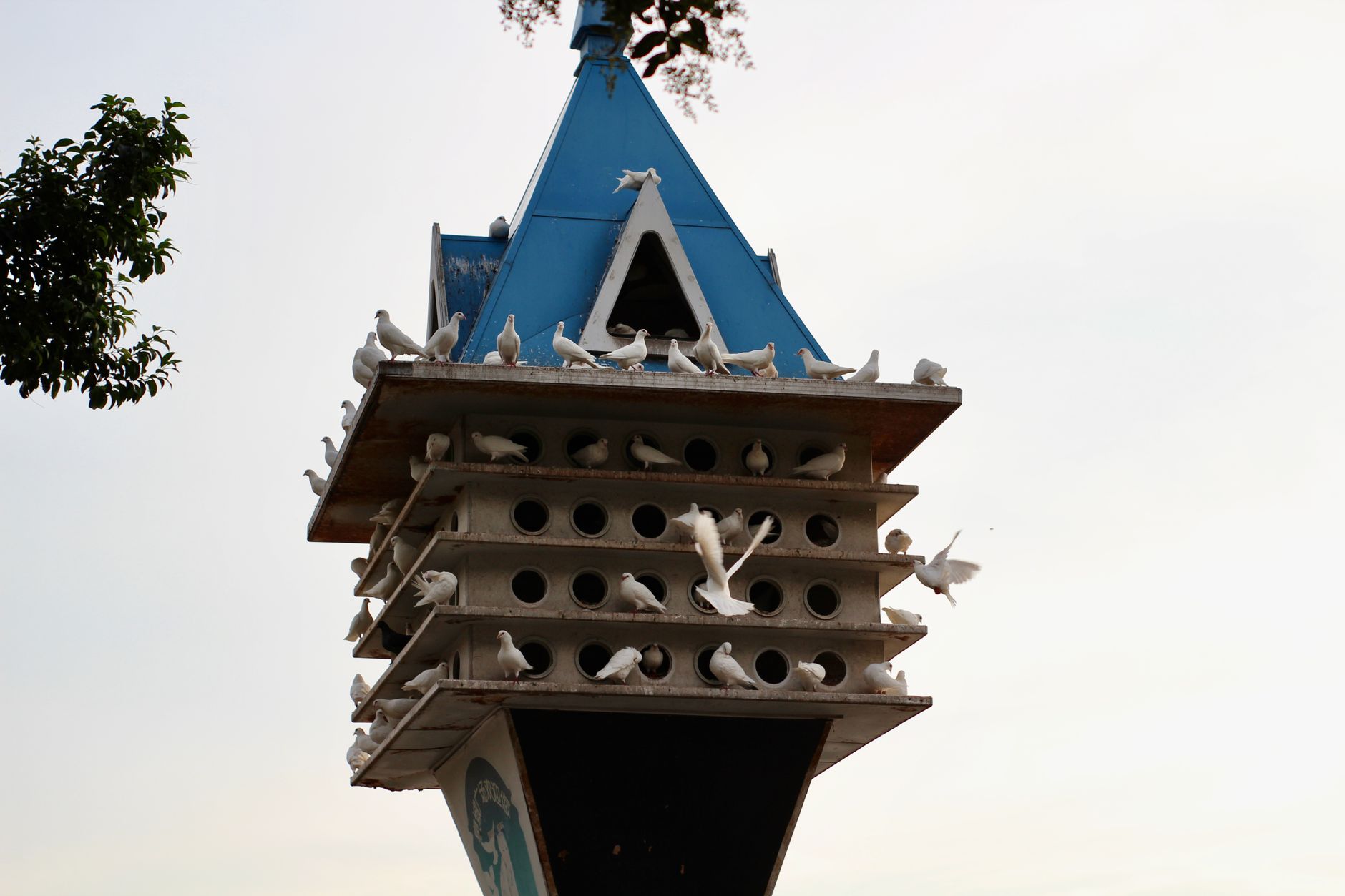 pigeonnier propre et lumineux avec perchoirs, nids, mangeoires et abreuvoirs adaptés aux pigeons