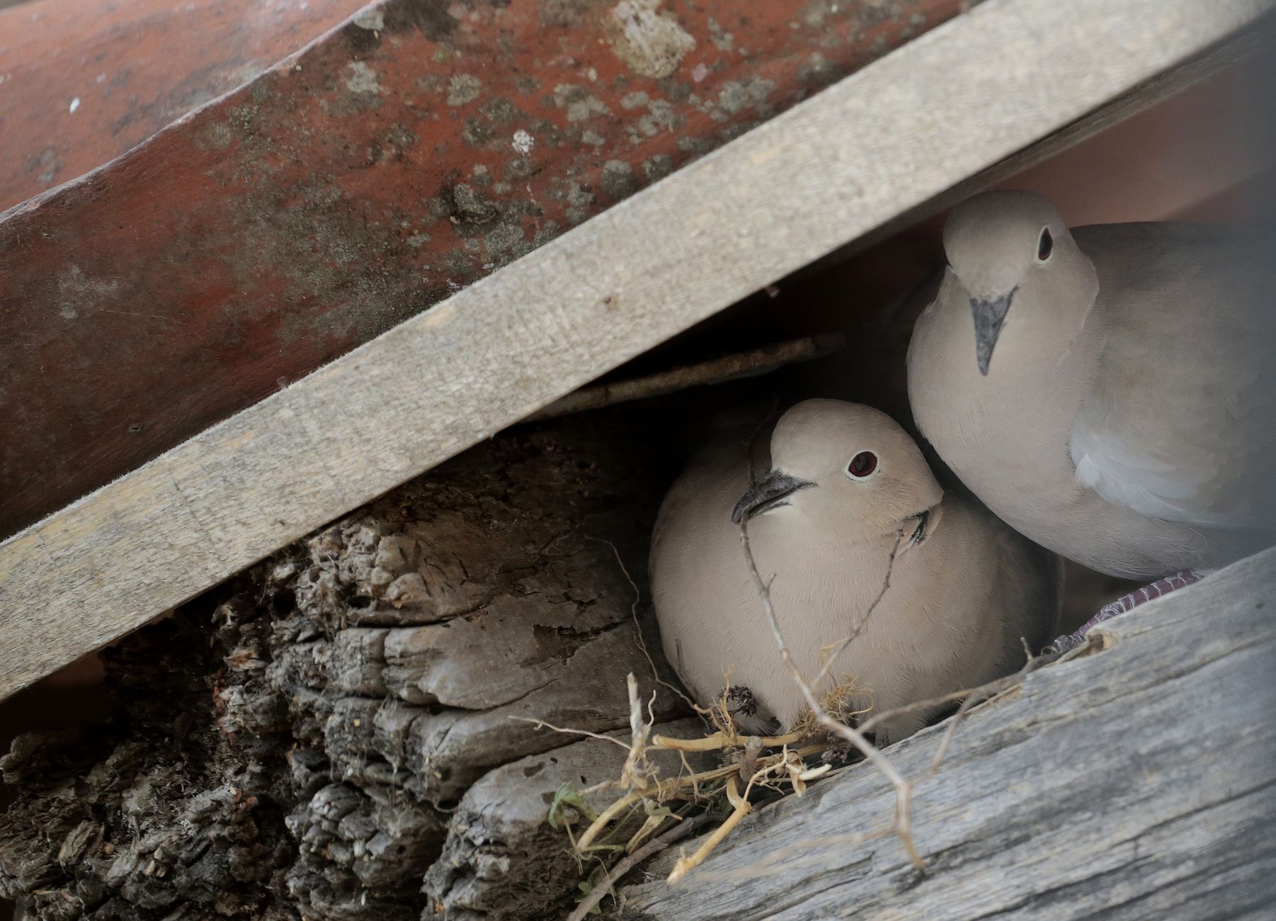couple de pigeons au nid avec jeunes, présenté dans un espace calme et propre